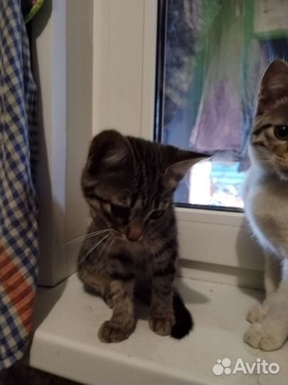 Отдам бесплатно