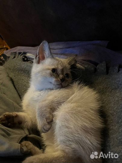 Котенок девочка в добрые руки