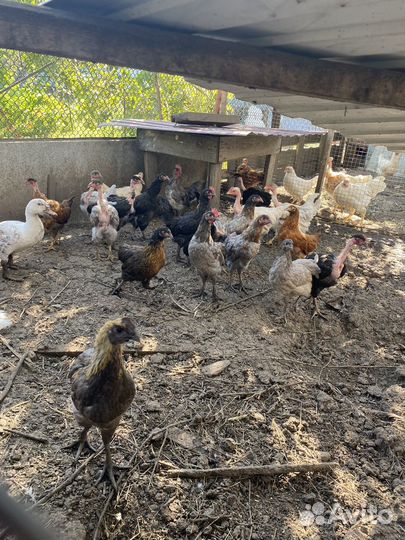 Куры несушки