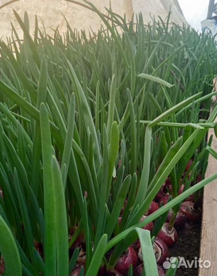 Лук на перо в теплицу, оптом