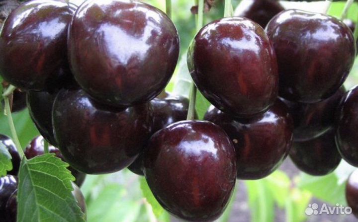 Вишня черешня дюк