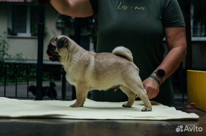 Щенки мопса