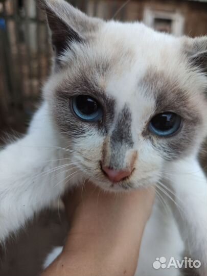 Котенок
