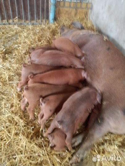 Поросята породы дюрок