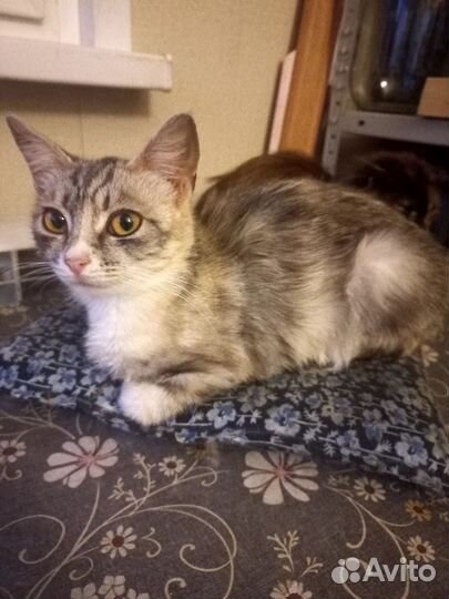 Кошки дворовые