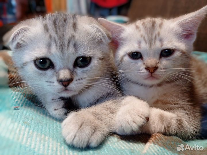 Вислоухие коты