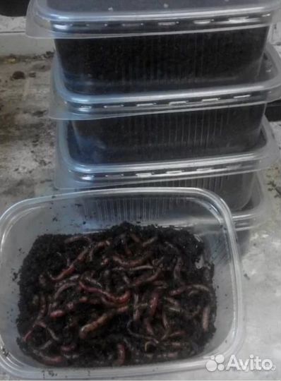 Мотыль, Червь, опарыш