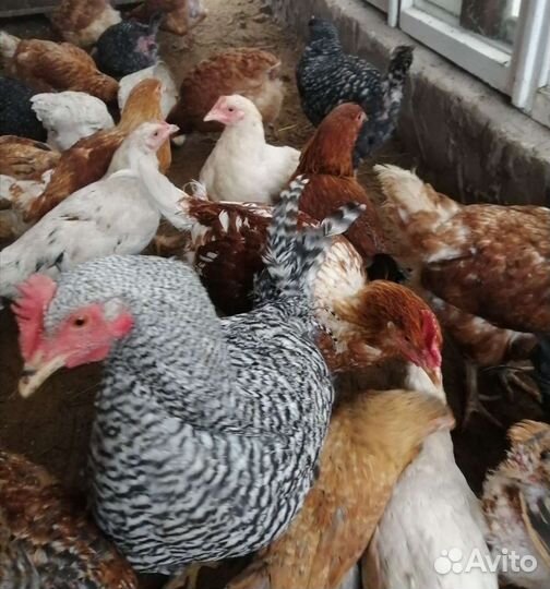 Петухи Доминант