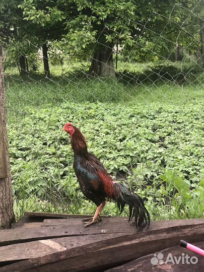 Бойцовые петухи