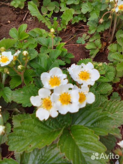 Земклуника