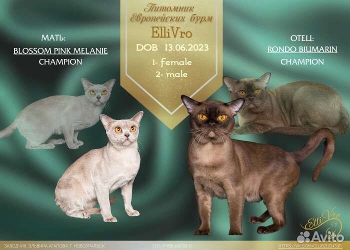 Бурманские, питомник