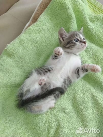 Котенок девочка 1,5 мес