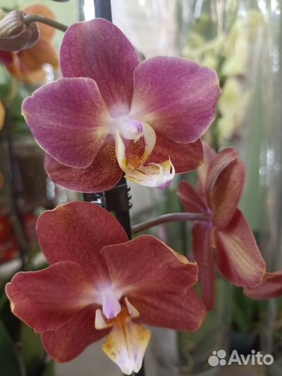 Орхидея горизонт
