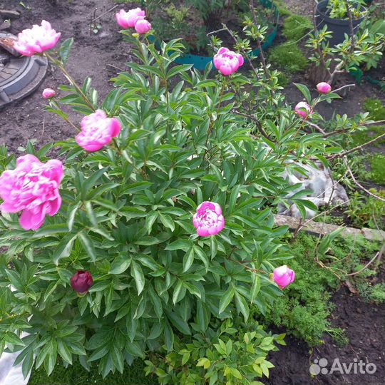 Пионы на август