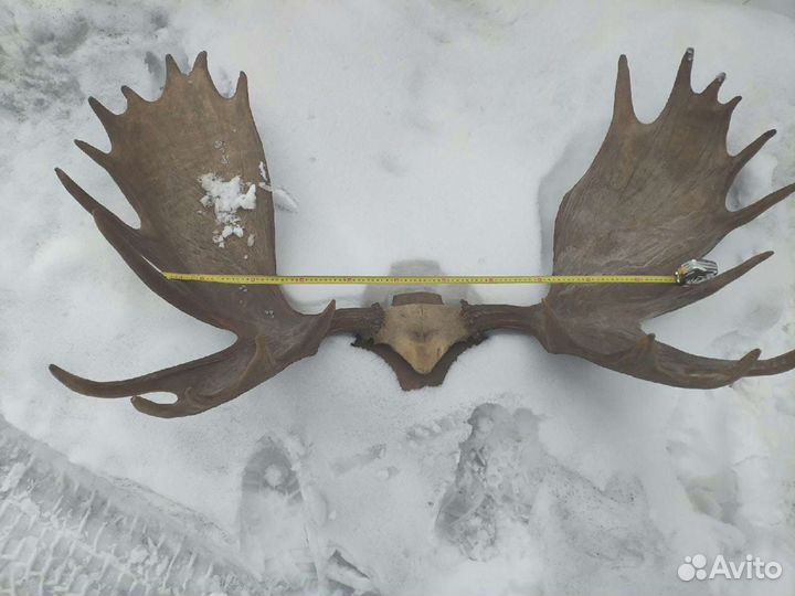 Продам рога лося