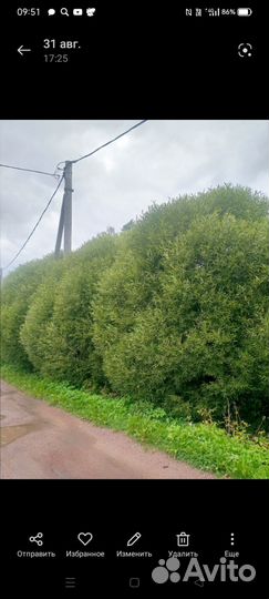 Ива шаровидная,укорененная в горшках