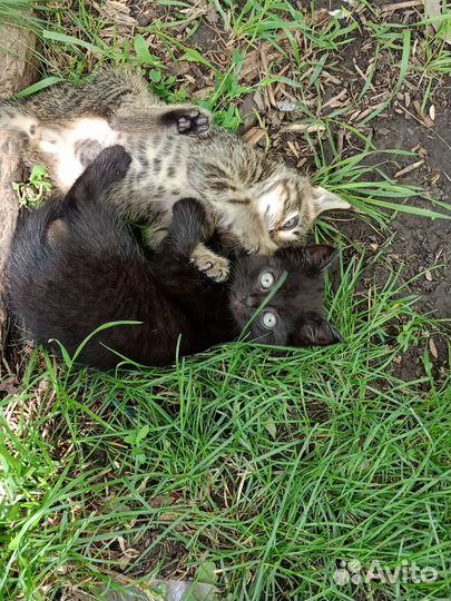 Котята в добрые руки бесплатно