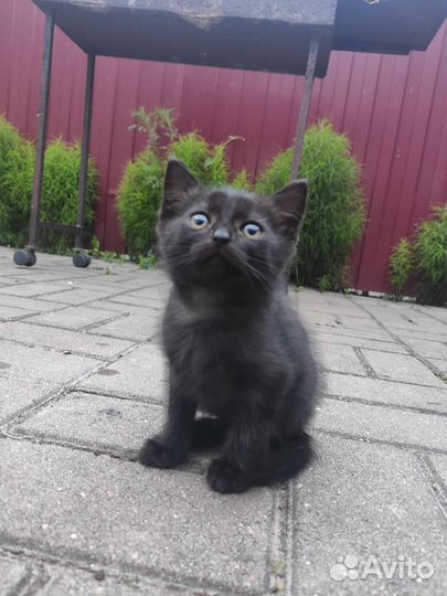 Котята