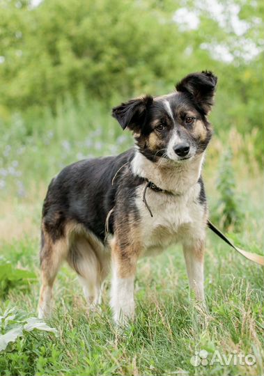 Собака в добрые руки