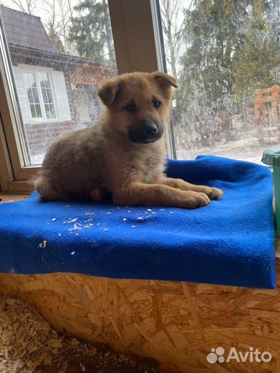 Щенок Лаврик