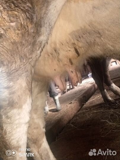 Корова стельная