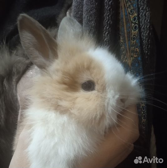 Кролик трёхцветный домашний