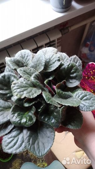 Комнатные растения