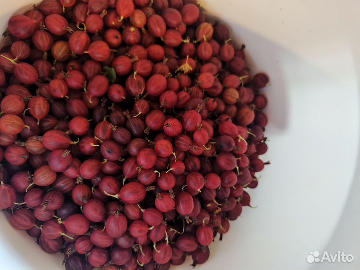 Крыжовник ягоды урожая 2024 г