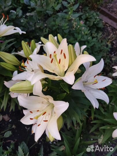 Лилия, хосты