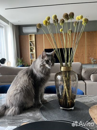 Отдам кота бесплатно+ деньги на еду каждый месяц