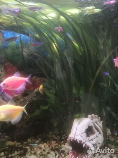 Аквариумные растения
