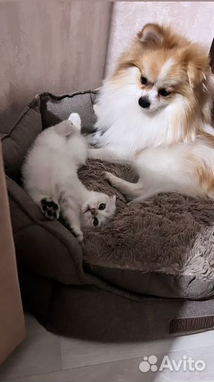 Вязка собак шпиц