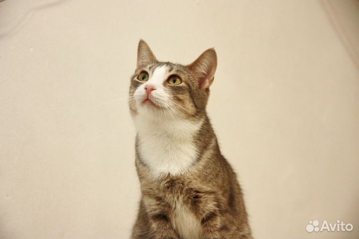 Мышка Малышка