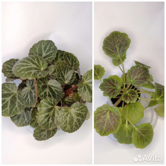 Комнатные растения 111