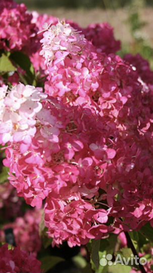 Гортензия фрайз мельба