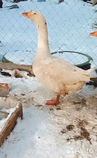 Гусь домашний