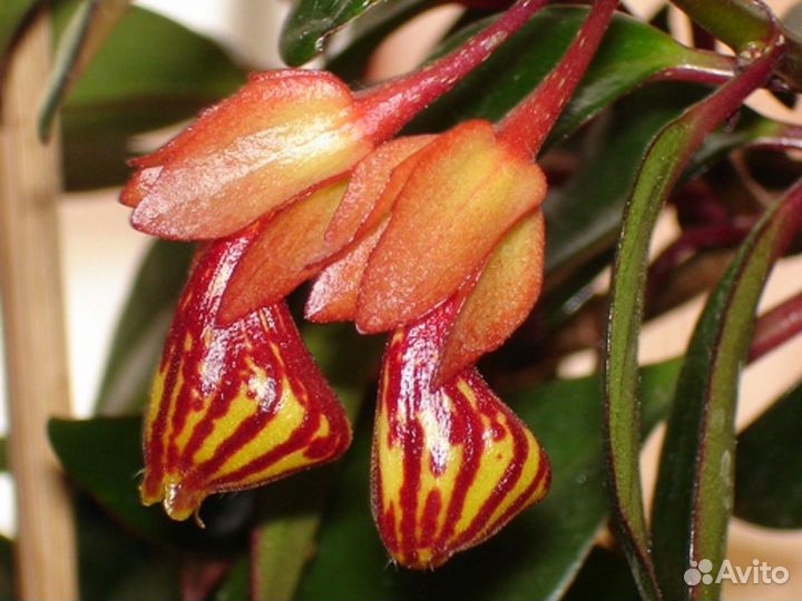 Комнатные цветы-гипоцирта