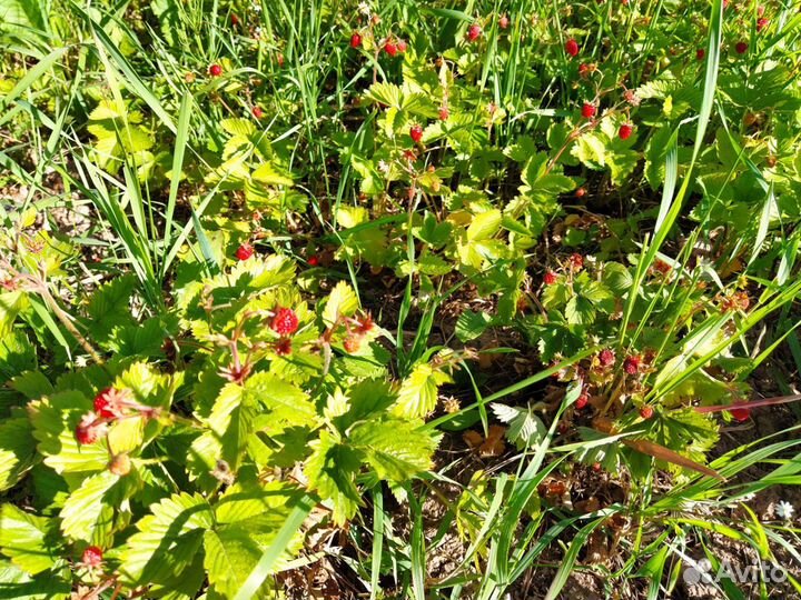 Усатая земляника