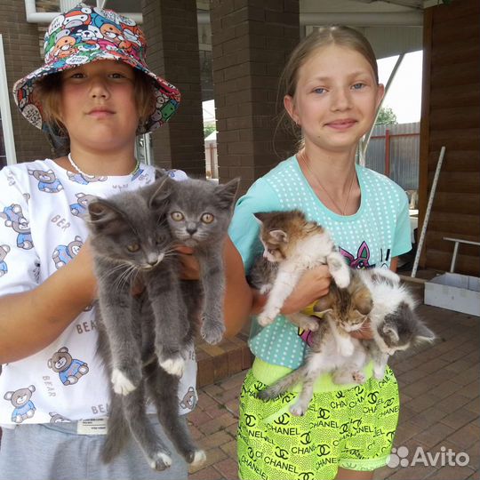 Котята ищут дом,девочки спасают катят