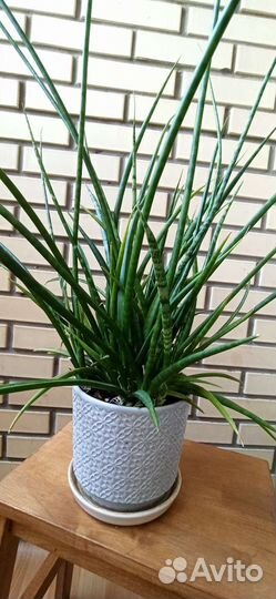 Сансевиерия Фернвуд Микадо сортовая