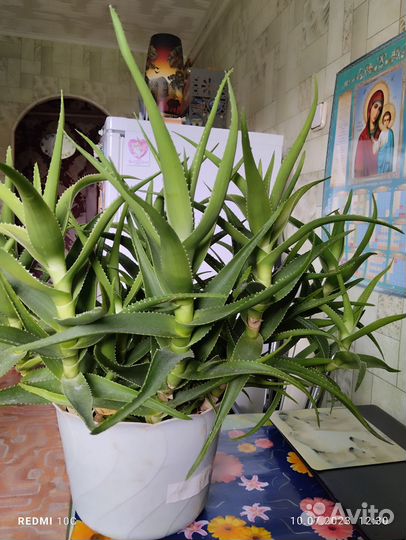 Растение алоэ Вера