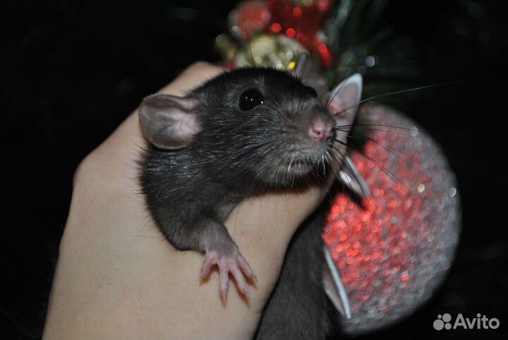 Крысы дамбо