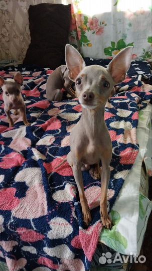 Щенки русский той-терьер