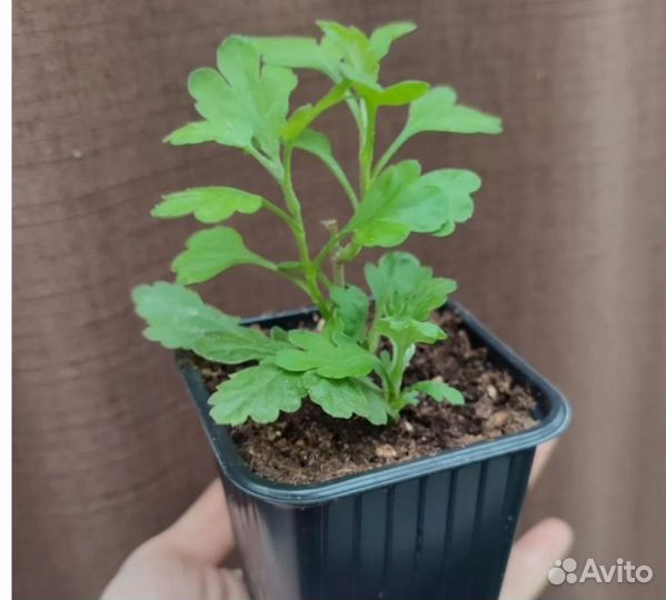 Хризантемы кустовые