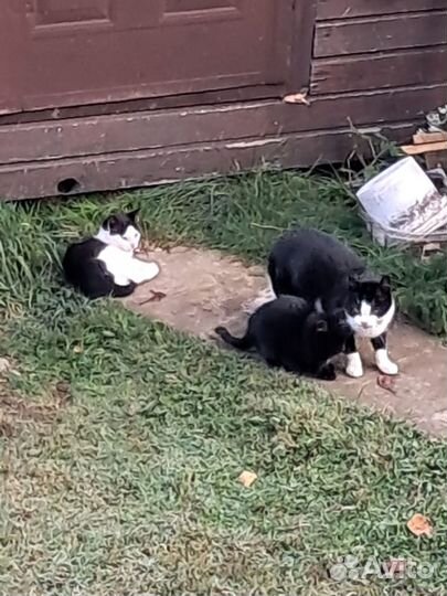 Два котёнка