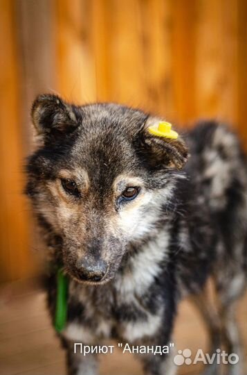 Собакам приюта Ананда нужны хозяева