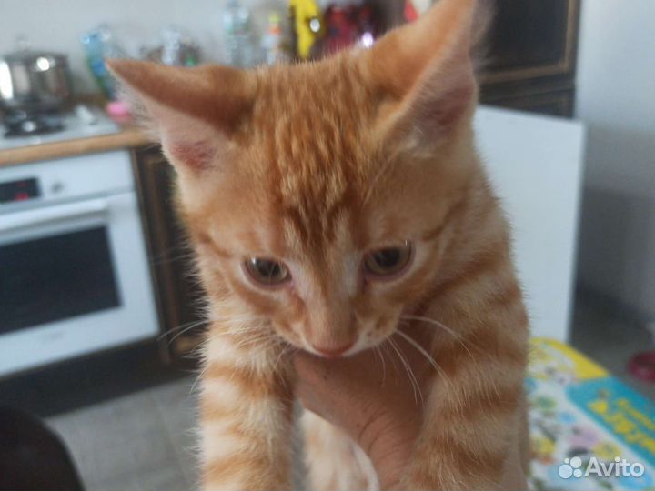 Котенок мальчик 2,5 мес