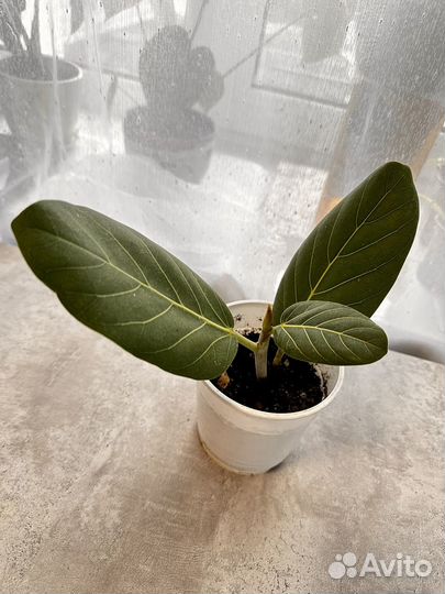 Фикус Бенгальский