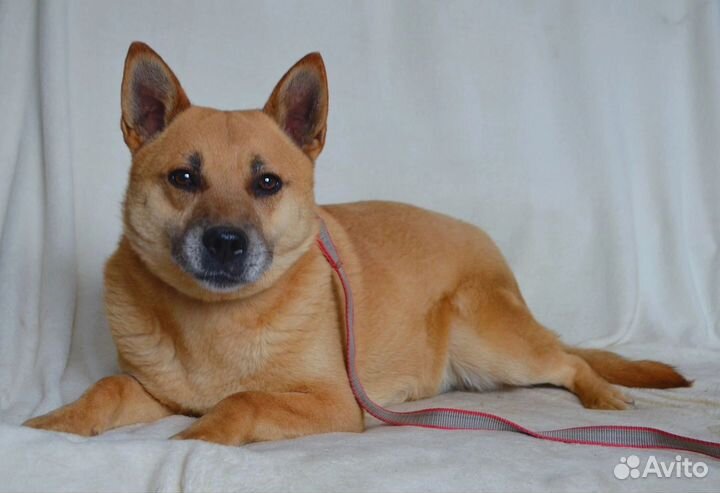 Ооочень красивая собака