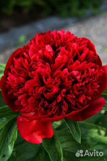 Пион Red Love